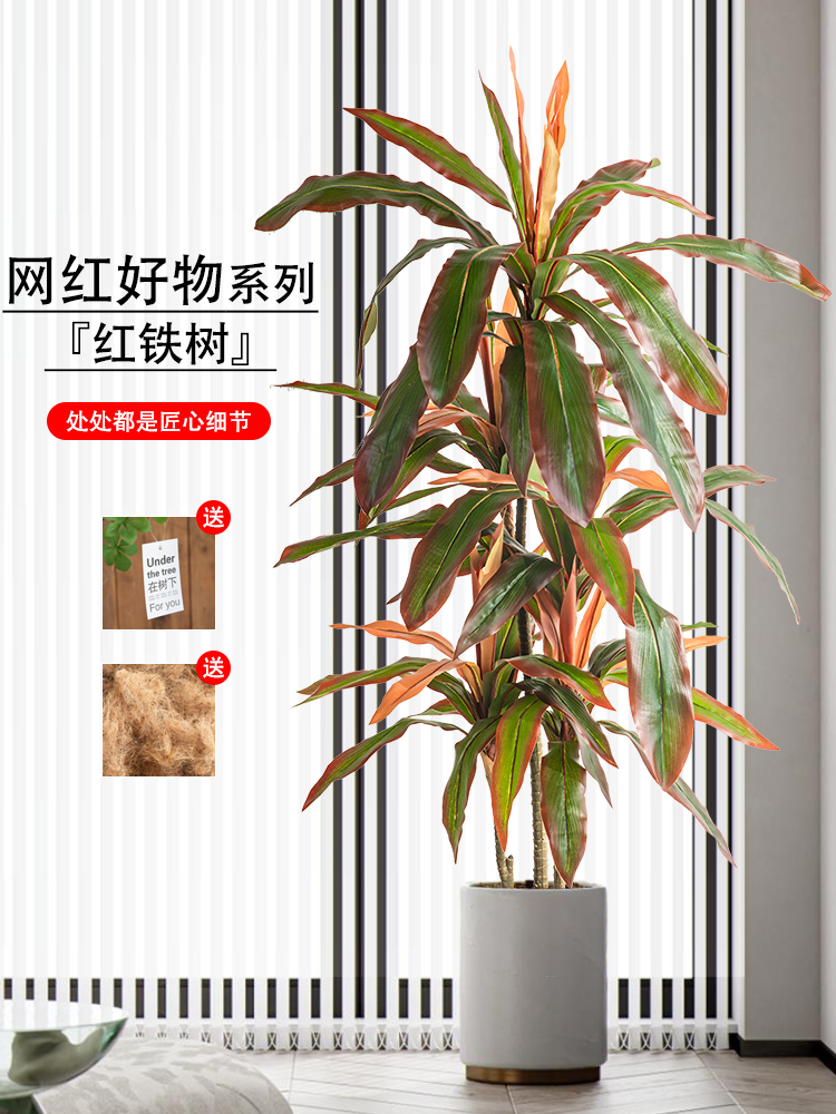 红铁树(红铁树叶子枯黄怎么办)