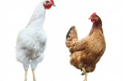 公鸡和母鸡(公鸡和母鸡的区别)